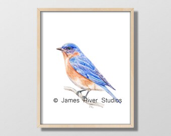 Acuarela Pájaro Acuarela Pintura Pájaro Grabado. Bluebird Acuarela Bluebird Acuarela Pintura Bluebird Bird Decoración de la pared Blue Bird Wall Art