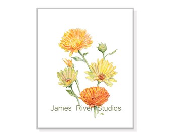 Coreopsis Painting Coreopsis Print Coreopsis Art Coreopsis Watercolor Coreopsis Decor Coreopsis Wall Art Orange Coreopsis Yellow Coreopsis.