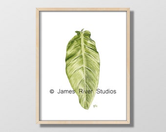 Hoja verde pared arte tropical hoja verde impresión botánico hoja verde arte acuarela arte Philodendron moderno verde planta hoja arte impresión