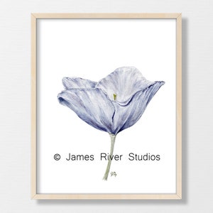 Puede incluir: Una pintura de acuarela de una sola flor azul claro con un tallo verde. La flor est&aacute; en el centro de la imagen y est&aacute; rodeada de espacio blanco. La pintura est&aacute; firmada "James River Studios" en la esquina inferior derecha.