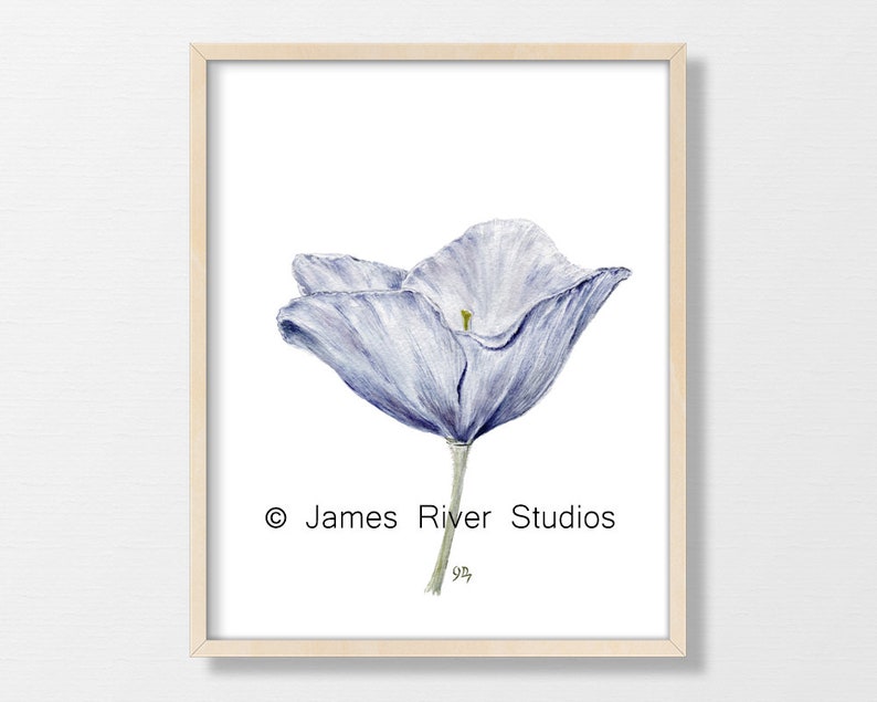 Puede incluir: Una pintura de acuarela de una sola flor azul claro con un tallo verde. La flor est&aacute; en el centro de la imagen y est&aacute; rodeada de espacio blanco. La pintura est&aacute; firmada "James River Studios" en la esquina inferior derecha.