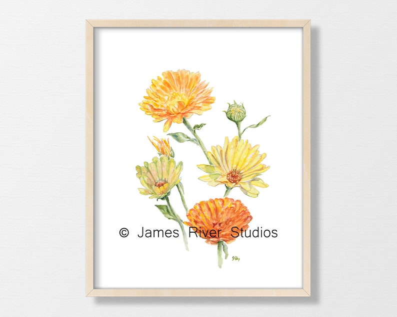 Yellow Flower Painting Flower Watercolor Flower Print Yellow Floral Painting Floral Watercolor Floral Prints Daffodil Coreopsis Mum Set of 3 image 5