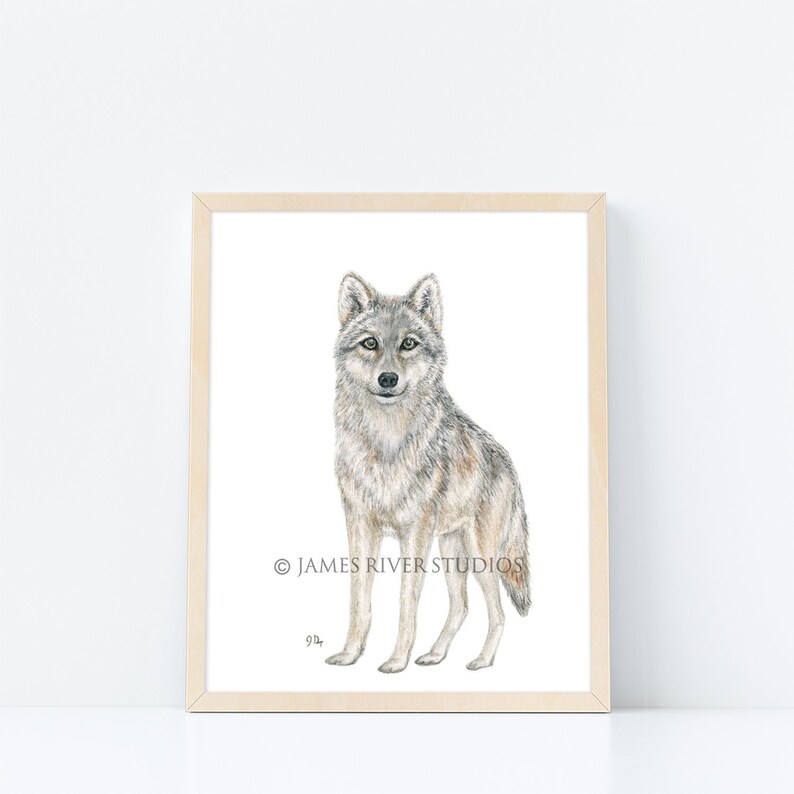 May include: A watercolor painting of a grey wolf standing on a white background. The wolf is looking directly at the viewer. The painting is framed in a light wood frame. The text "JAMES RIVER STUDIOS" and "94" are printed in the bottom right corner of the painting.