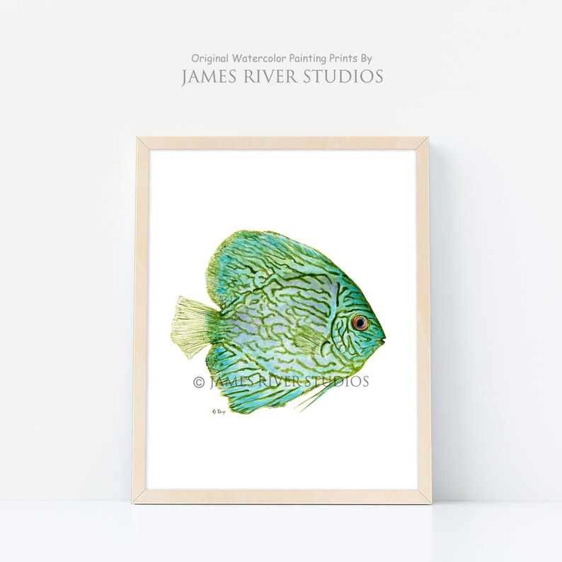 May include: A watercolor painting of a green and blue discus fish with a white background. The fish is facing to the right and has a red eye. The painting is signed "James River Studios" in the bottom right corner.