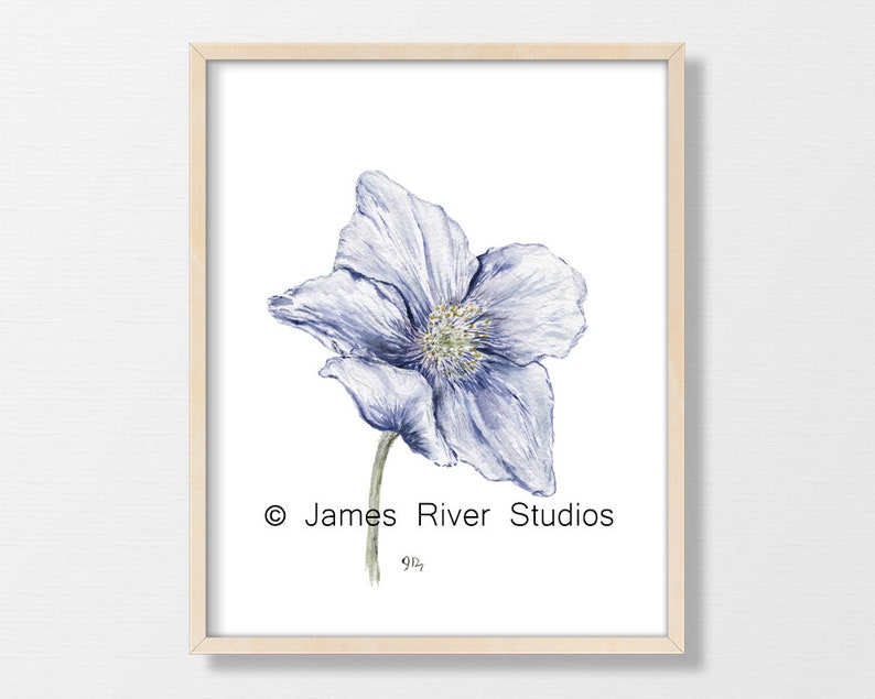 Puede incluir: Una pintura de acuarela de una sola flor azul con un centro blanco. La flor est&aacute; enmarcada en un marco de madera claro. La firma del artista es visible en la esquina inferior derecha de la pintura. &copy; James River Studios