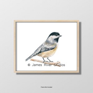 Chickadee Art Chickadee Painting Chickadee Print. Chickadee Watercolor Painting Black Bird Wall Decor Black White Bird Wall Art Bird Decor.