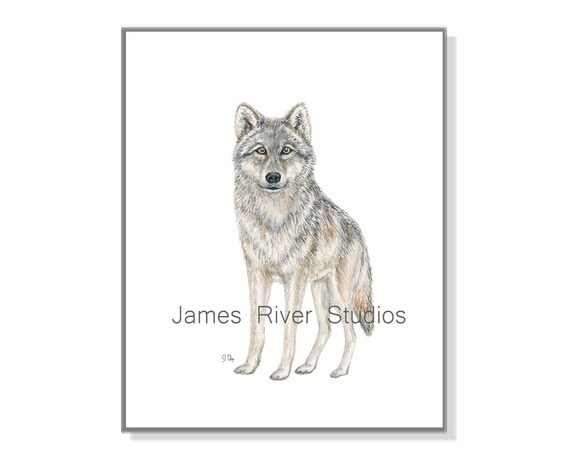 Grey and Black Wolf in Snow Wild Animal 16x20 four Set Wall Decor Art Print Post