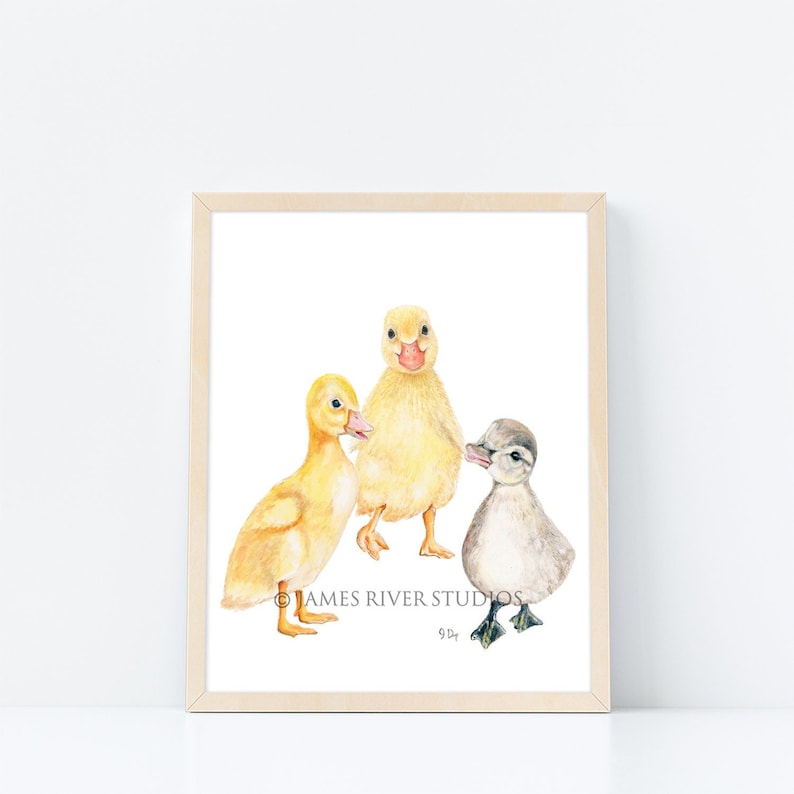 May include: A watercolor painting of three ducklings. Two of the ducklings are yellow and one is gray. The ducklings are all looking at the viewer. The painting is signed "J.R. Studios" in the bottom right corner.