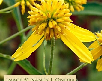 scabiosa ochroleuca yellow pincushion
