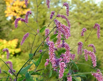 Very Rare Pink Kiss Me Over The Garden Gate Persicaria Orientalis