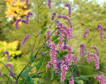 Pink Kiss Me Over The Garden Gate Persicaria Orientalis Very Etsy