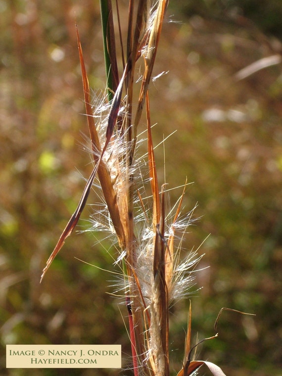 Andropogon virginicus Broomsedge 30 Seeds Etsy