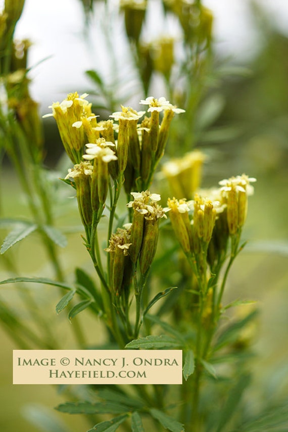 Rare Mexican mint Tagetes lucida Herb 20 seeds UK SELLER