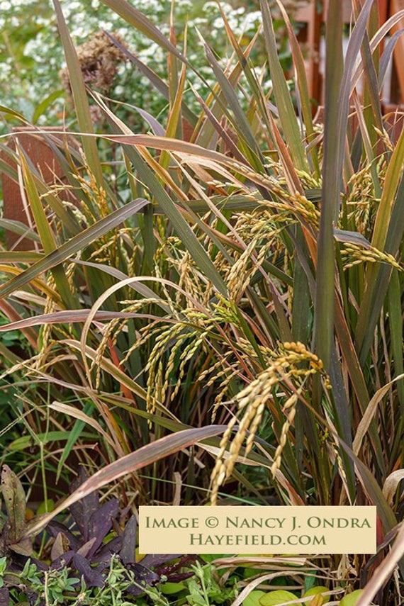 Oryza sativa 'Black Madras' Ornamental Rice 12 Etsy