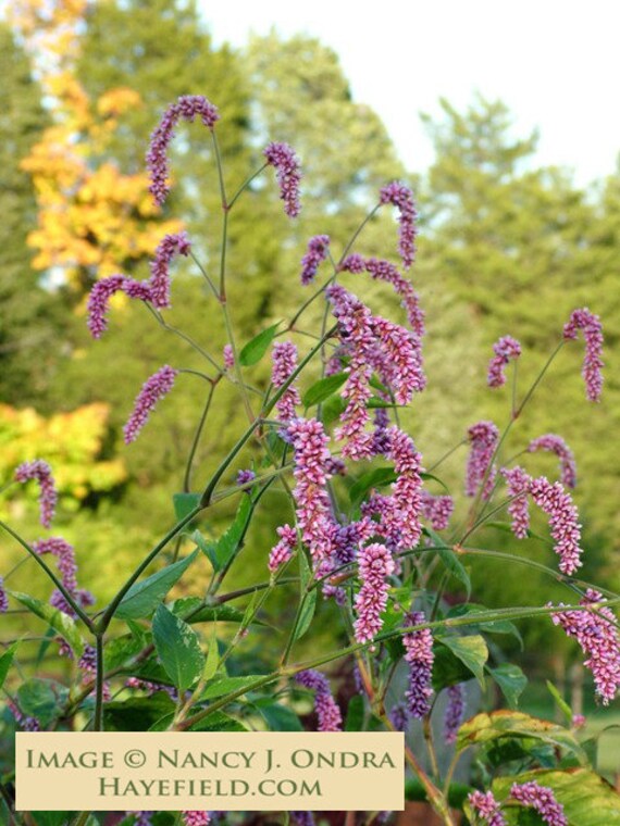 Persicaria Orientalis Shiro Gane Nishiki Variegated Etsy