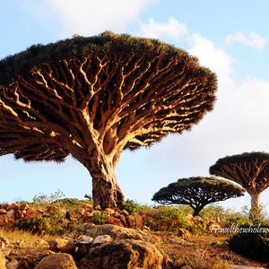 Dragon Tree, Socotra Island Yemen Art, Tree Wall Art, Landscape Photo