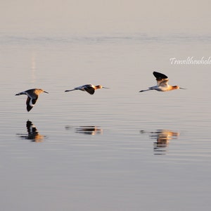 Avocets in Flight Photography Print, Birder Gift, Great Salt Lake Utah Print, Nature Print