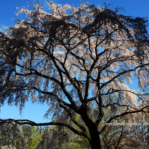 Magic Tree Print, Cherry Blossoms Washington DC, Fine Art Print