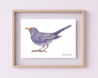 British Bird Common Blackbird Watercolour Illustration Art Print