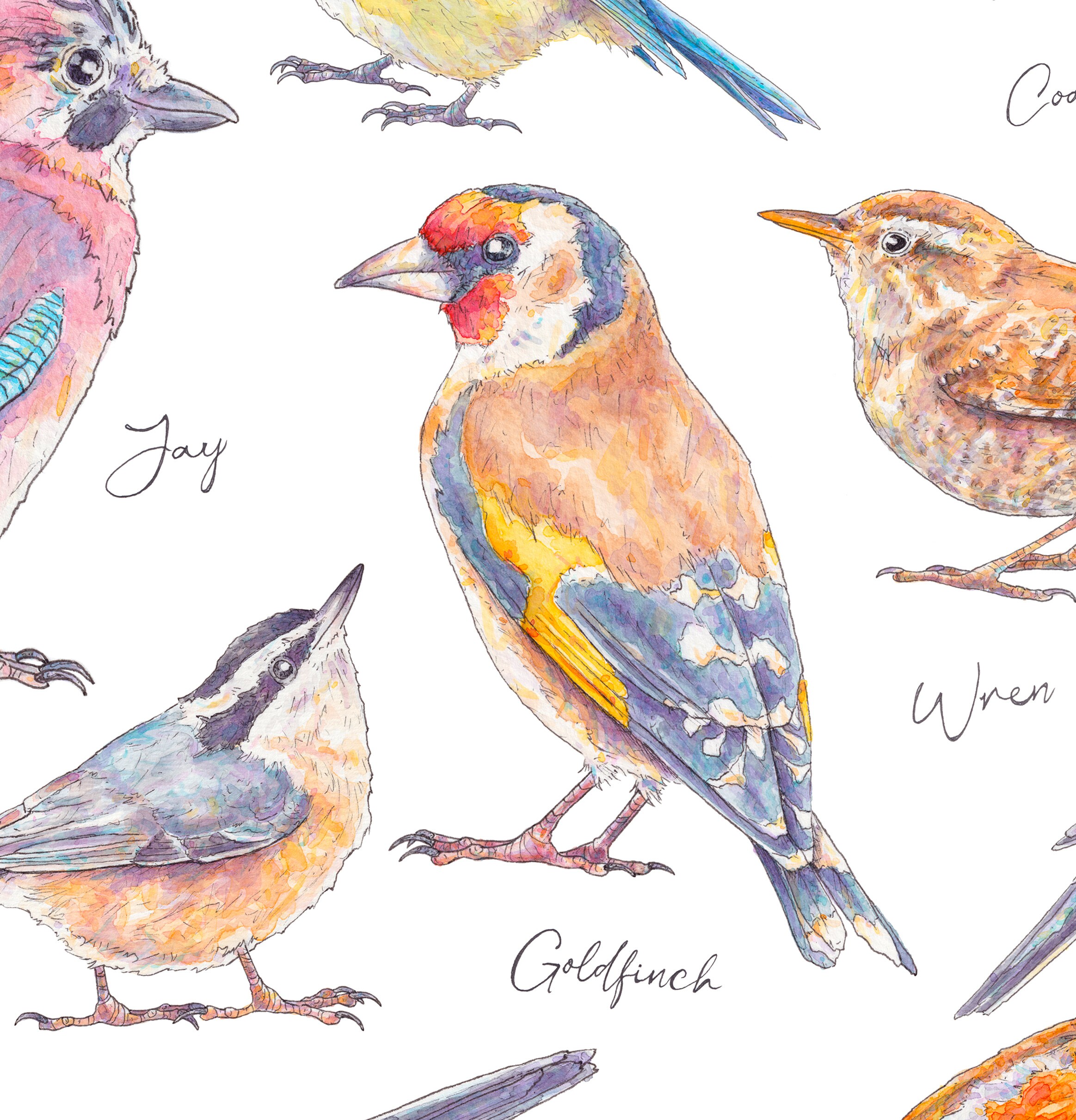 British Garden Bird Illustrated Watercolour Art Print Wildlife - Etsy UK