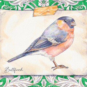 Eurasian Bullfinch Bird Print & William Morris Watercolour Illustration British Art image 2