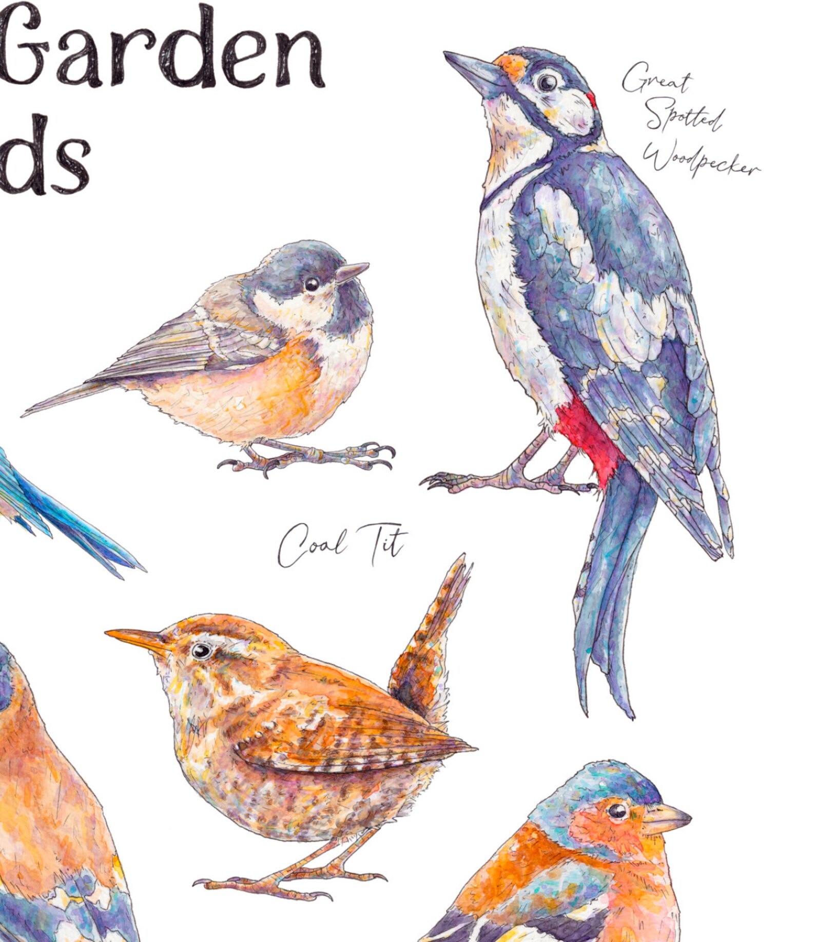 British Garden Bird Illustrated Watercolour Art Print Bird Species ...
