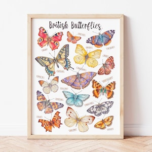 British Butterflies Illustrated Watercolour Art Print - Butterfly Species Identification Poster
