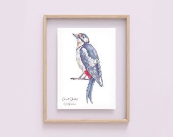 British Bird Great Spotted Woodpecker Watercolour Illustration Art Print