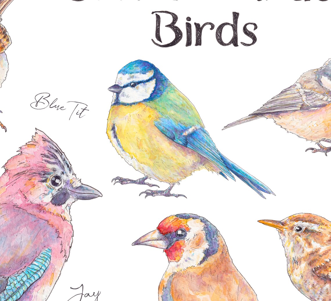 British Garden Bird Illustrated Watercolour Art Print Wildlife - Etsy UK