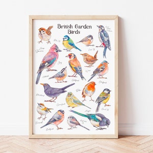 Impresión artística en acuarela ilustrada de aves de jardín británicas: póster de identificación de especies de aves