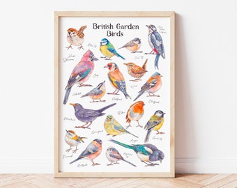 British Garden Bird Illustrated Watercolour Art Print - Bird Species Identification Poster