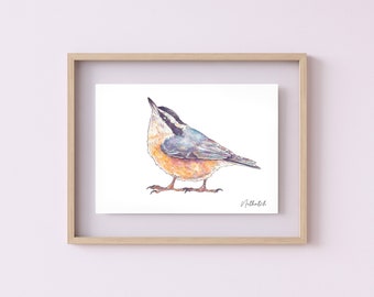 British Bird Nuthatch Watercolour Illustration Art Print