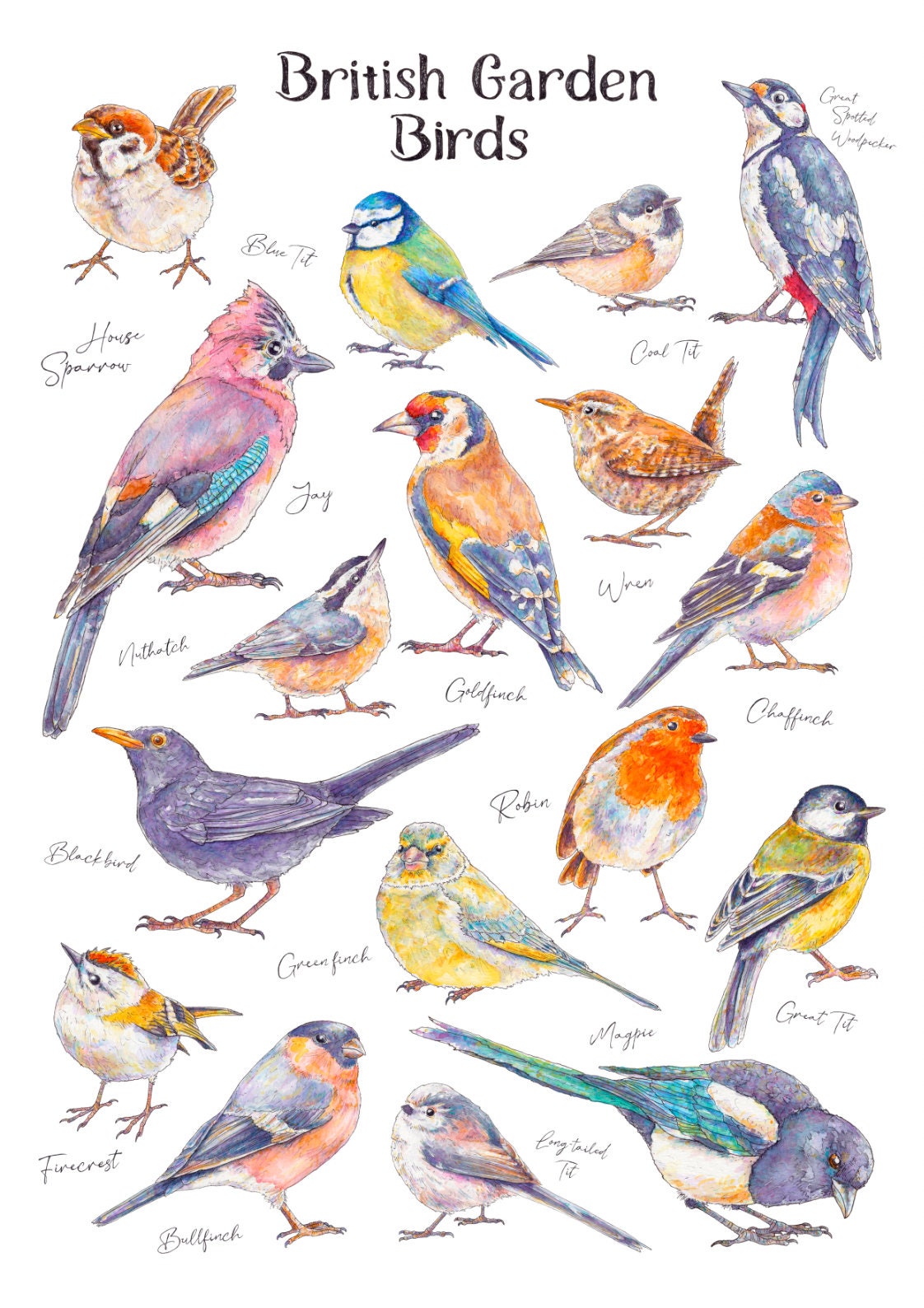 British Garden Bird Illustrated Watercolour Art Print Bird Species ...