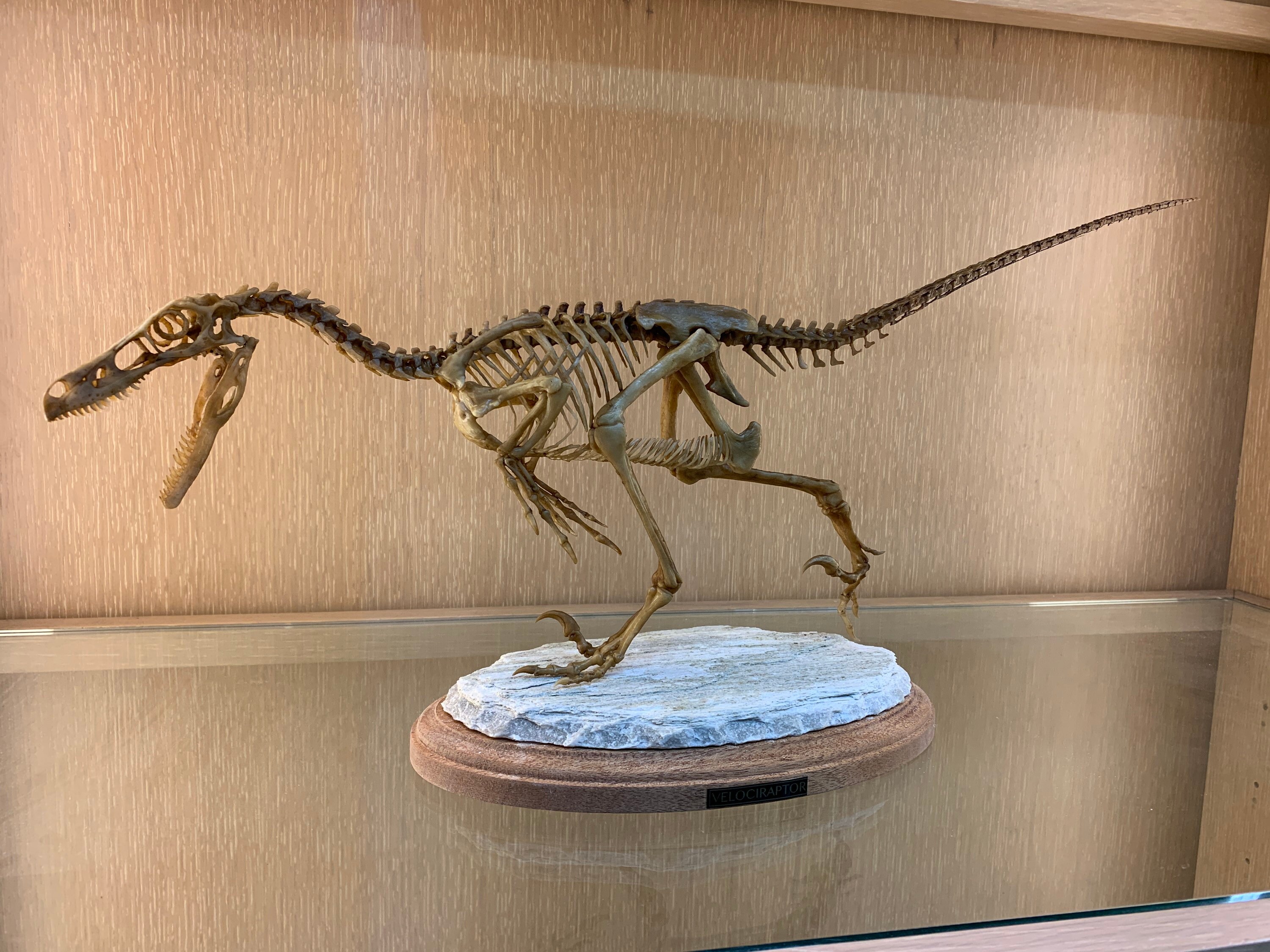 Velociraptor Heirloom Quality Raptor Dinosaur Skeleton in Etsy