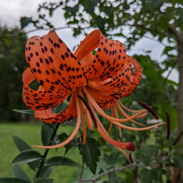 Tiger Lily Bulbs Etsy