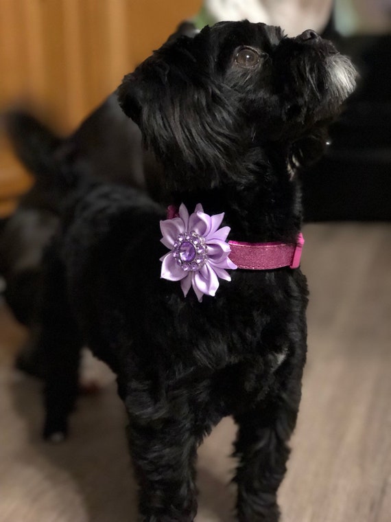 dog flower girl collar