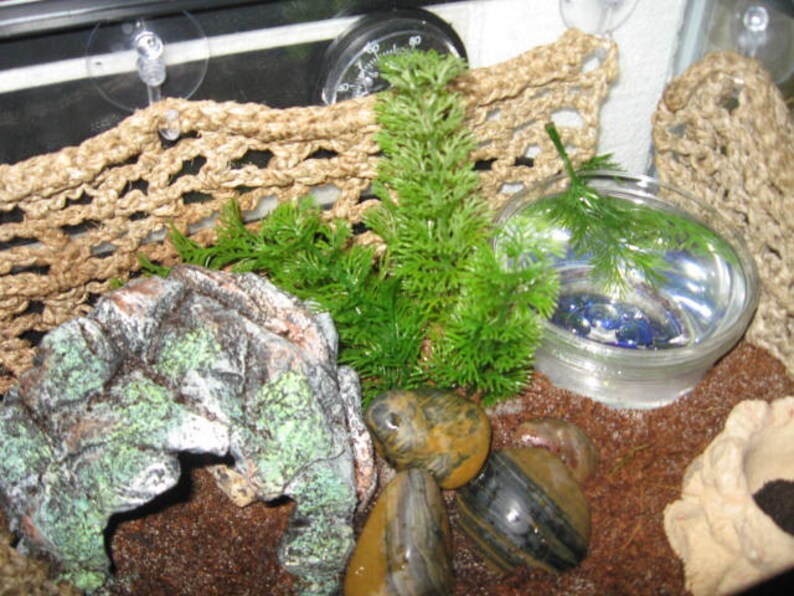 Hermit Crab Climbing Net Etsy