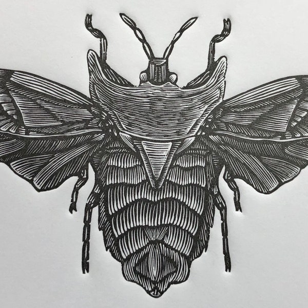 FRED the Bug : Letterpress Print Engraving