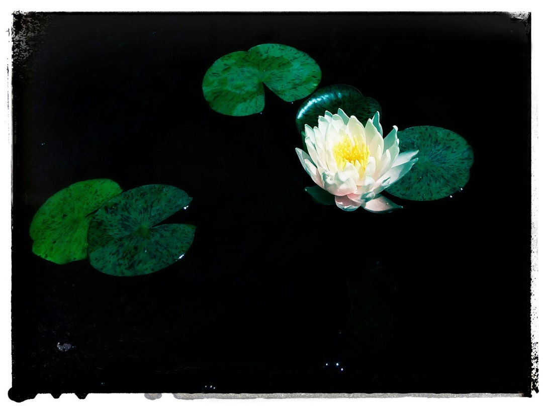 Water Lily With Lily Pads in Black Water Etsy