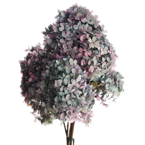 Dried Natural Limelight Hydrangeas Stem, Two-Tone