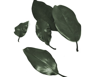 Naturally Preserved Magnolia Leaves, Green, 5-Piece