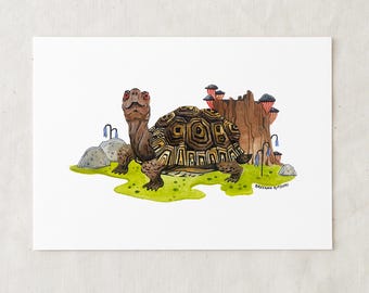 Box Turtle - Art Print