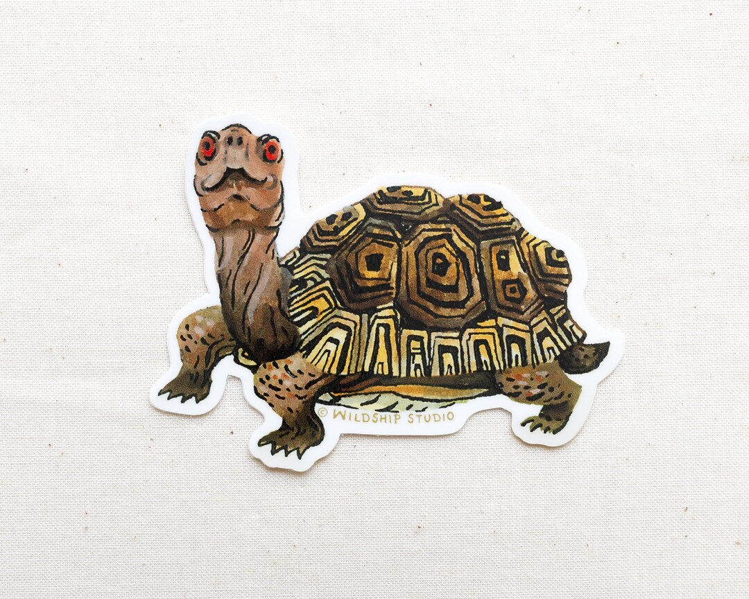Box Turtle Animal Sticker - Waterproof Vinyl Sticker - Etsy