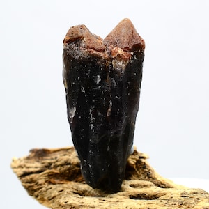 Auralite 23