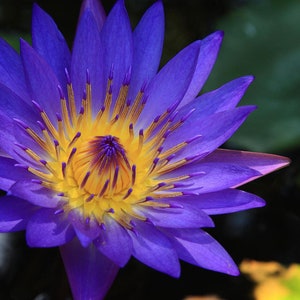 Biologische blauwe lotus wierookstokjes Dubbele sterkte Temple Grade afbeelding 2