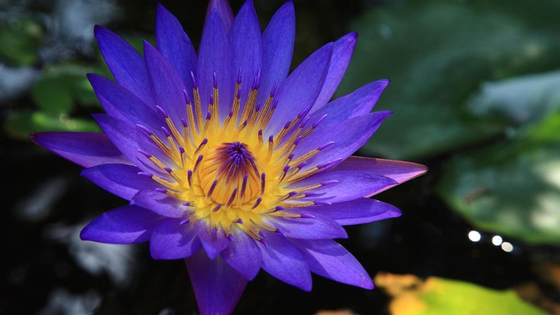 Biologische blauwe lotus wierookstokjes Dubbele sterkte Temple Grade afbeelding 2