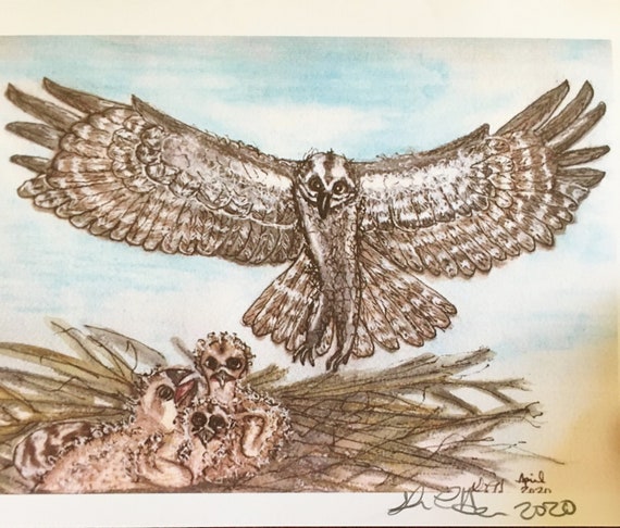Bird Blank Notecards:  Deborah's Ospreys