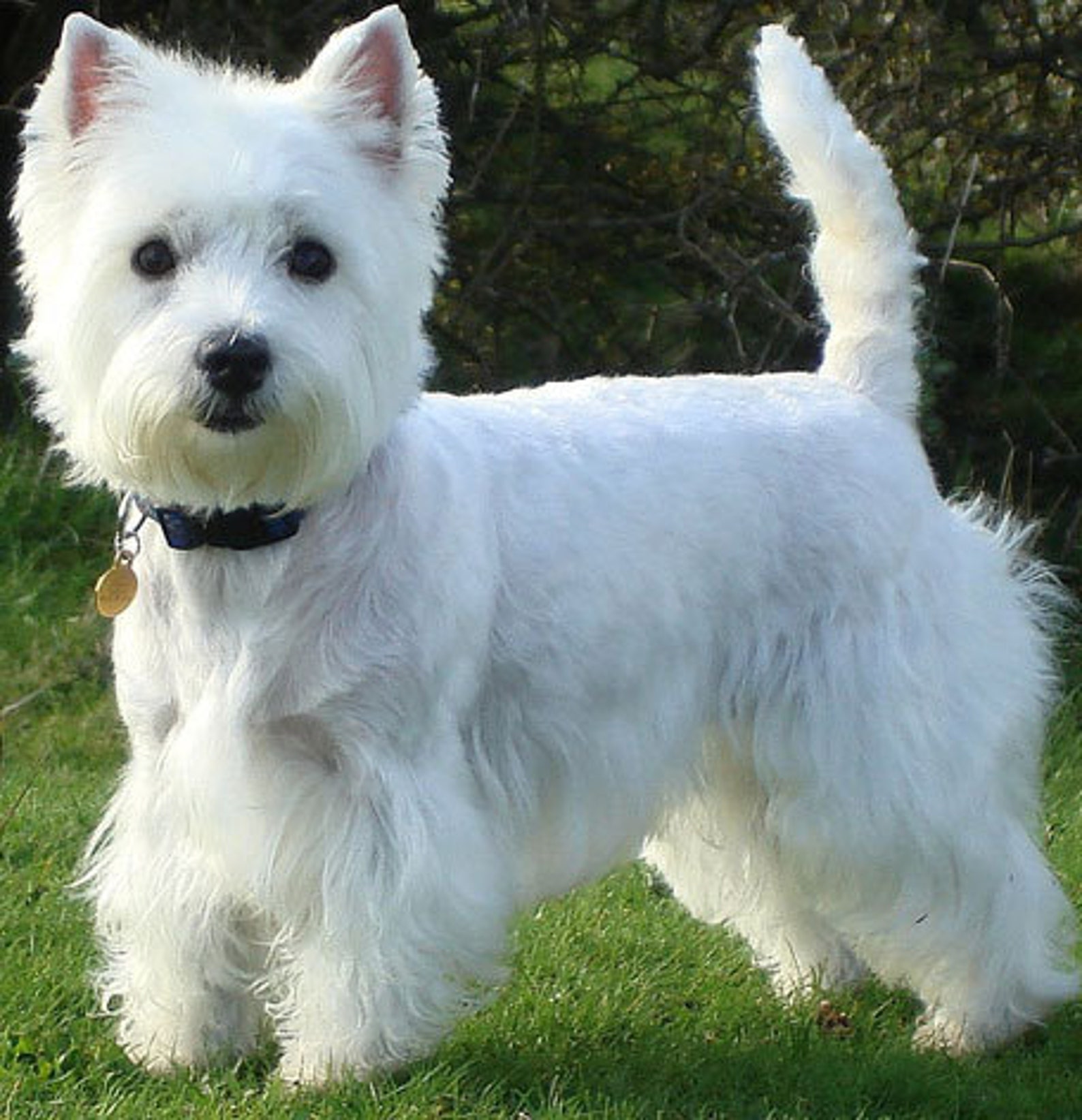 REGODS Westie Dog Sleeping In White Angel Wings Forever In My Heart Acrylic Keychain, Gift For - Foto 8