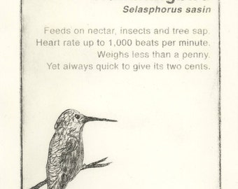 Allen's Hummingbird- original print