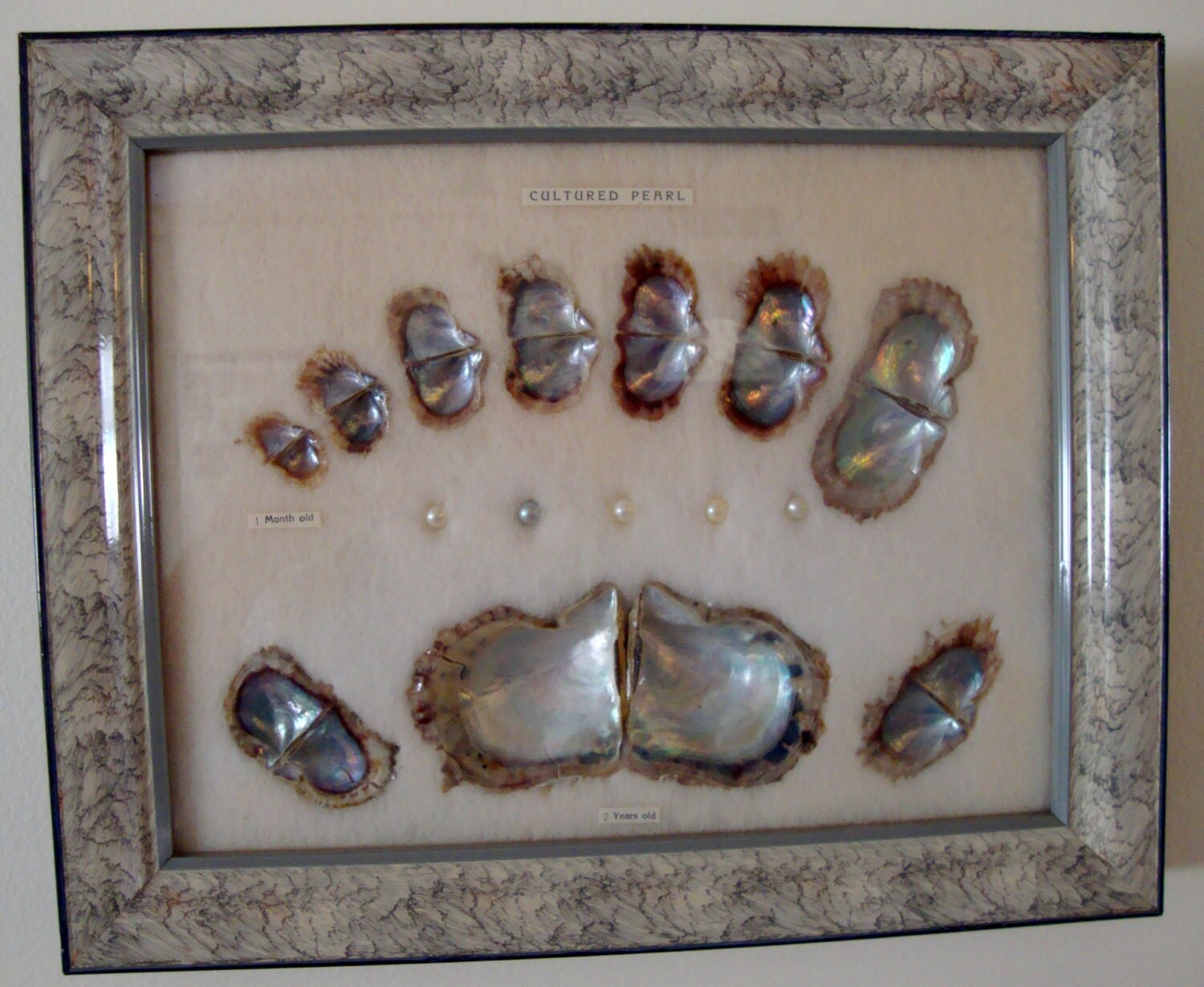oyster spat on shell sales oyster spat on shell sales